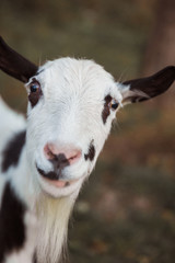 Obraz premium Close up the face of the goat outdoors
