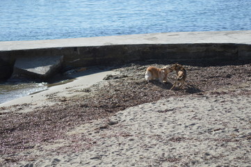 Dogs playing on the beach