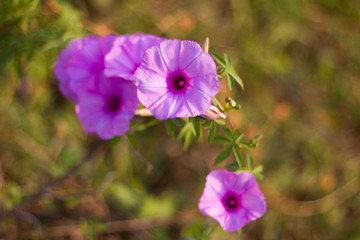 purple flowers in the garden