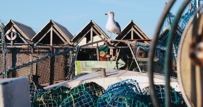 The seagull sits on fishing tackles, a fishing net, the remains of fish, a beach, fishing boats, against fishing lodges