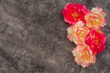 Beautiful pink peony flowers on a concrete background