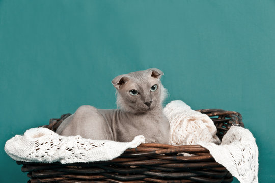 Naked lop-eared cat breed Ukrainian Levkoy in a wicker basket on lace mat