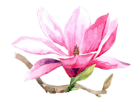 Flowers watercolor illustration of purple Magnolia branch, isolated on white background. Botanical watercolor hand drawn illustration