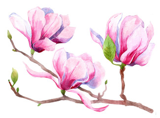 Flowers watercolor illustration of purple Magnolia branch, isolated on white background. Botanical watercolor hand drawn illustration