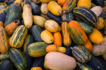Photo of the pumpkins outdoors