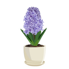 Purple hyacinth. Isolated on a white background.