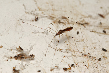 Arachnophile stilt bug sitting on the spider net. A weird insect species occurring in Southern Europe. 