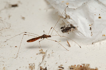 Arachnophile stilt bug sitting on the spider net. A weird insect species occurring in Southern Europe. 