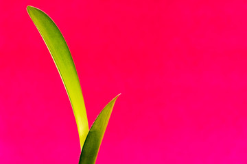 flower on green background