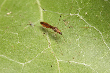 Arachnophile stilt bug sitting on the ivy leaf. A weird insect species occurring in Southern Europe. 