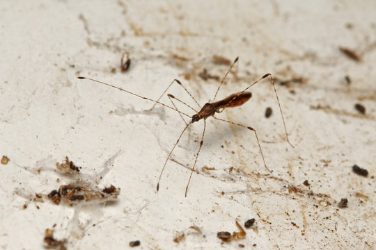 Arachnophile stilt bug sitting on the spider net. A weird insect species occurring in Southern Europe. 