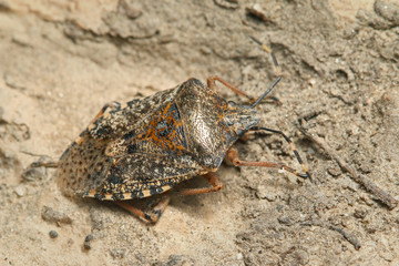 Mottled shieldbug, a common insect occurring in Europe and United States.  An example of the animal with camouflage color.