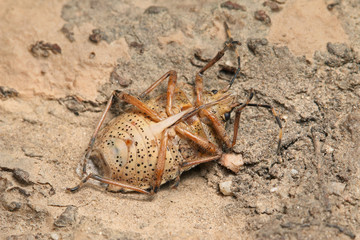 Mottled shieldbug, a common insect occurring in Europe and United States.  An example of the animal with camouflage color.