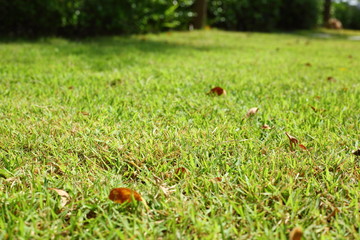 green grass turf in garden