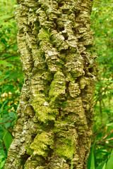 Obraz premium Cork Tree Bark.