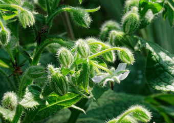 Summer Flowers in an English Cottage garden.