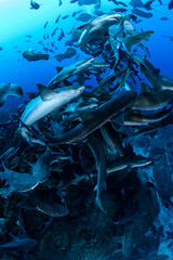 Banded hound shark and red stingray aggregation in Clear Blue Ocean of Chiba Japan