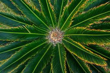 Plam trees on the blue sky background