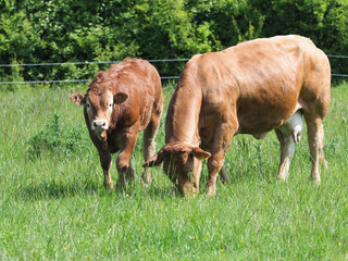 Fototapeta premium Cow and Calf