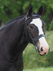 Fototapeta premium Horse Headshot