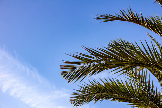 Plam Trees On The Blue Sky Background