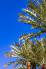 Plam trees on the blue sky background