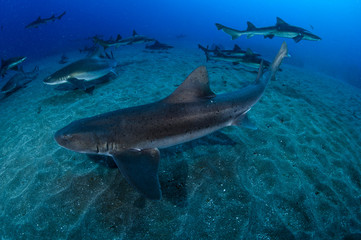 Naklejka premium Banded hound shark and red stingray aggregation in Clear Blue Ocean of Chiba Japan