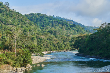 River through rainforest