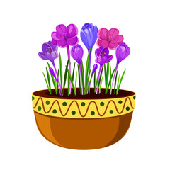 Crocuses in a pot illustration. Early spring flowers isolated on white background.