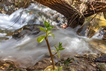Branch with young leaves in front of a mountain stream running through the thickets. Landscape