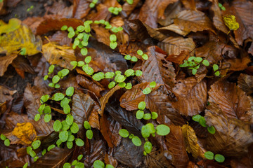 green plants between dried leaves