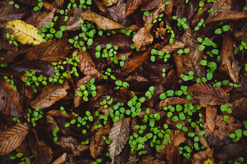 green plants between dried leaves