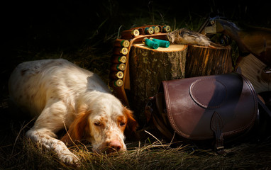 English setter. Hunting dog. Pointing dog. Real hunt. Portrait of a hunting dog with trophies.  On...