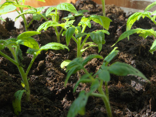 Tomato seedling in greenhouse. Selective focus. Closeup macro photo young tomato plants