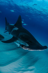 Great Hammerhead Shark Face of Bimini, Bahamas