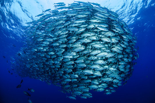 Bait balls sale