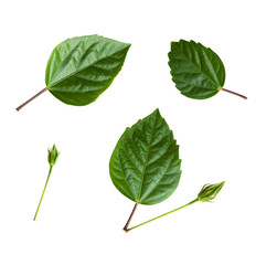Set of hibiscus green leaves and buds © Ortis