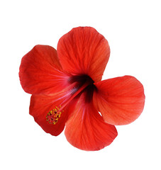 Closeup of hibiscus flower isolated on white.