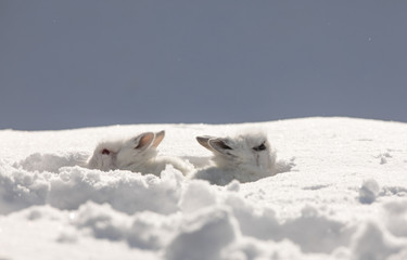Fototapeta na wymiar rabbit family, cute white rabbits in the snow