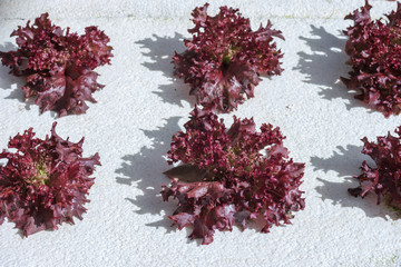 Purple lettuce salad plant, hydroponic vegetable agriculture concept in Thailand.