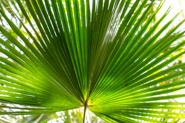 Fototapeta na wymiar leaves of exotic tropical plants
