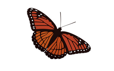 Fototapeta na wymiar Orange Winged Butterfly Vector - Monarch Digital Design