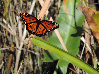 Bútterfly graphic design on natural background 