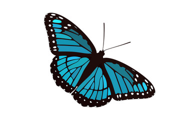 Fototapeta na wymiar Blue Winged Butterfly Vector - Monarch Digital Design