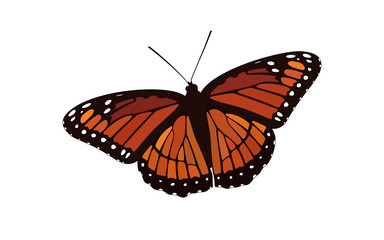 Fototapeta na wymiar Orange Winged Butterfly Vector - Monarch Digital Design