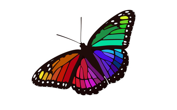 Rainbow Winged Butterfly Vector - Monarch Digital Design