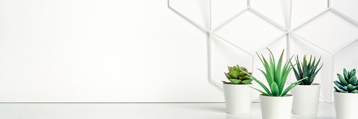 Creative hipster's desk at a white wall. A natural space for hobbies and work. Succulents in front of a metal graphic board - toolbox. Panoramic copy space for text