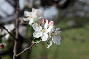 Close up of fruit flowers in the earliest springtime