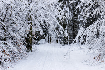 Branches hanging over winter road