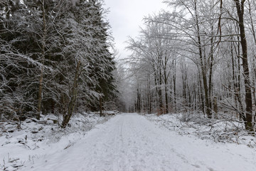 Scenic road through forest in winter